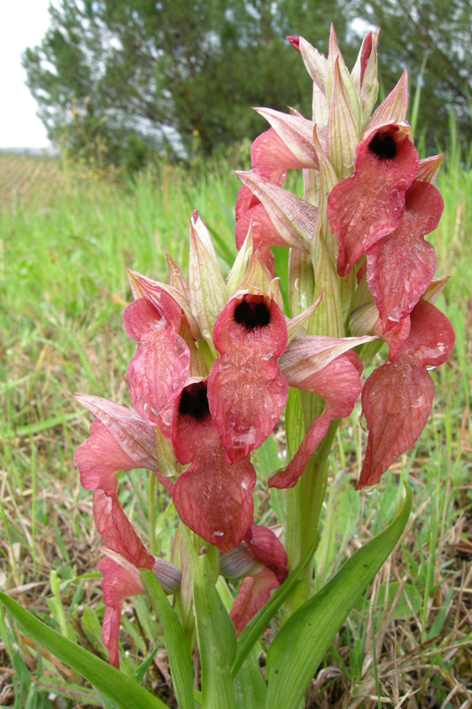 Orchidee del Chianti